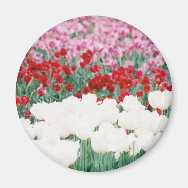 Imã Tripla cor (Frente)