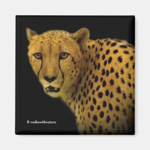 Imã Trocando olhares com um Chita Magnífico