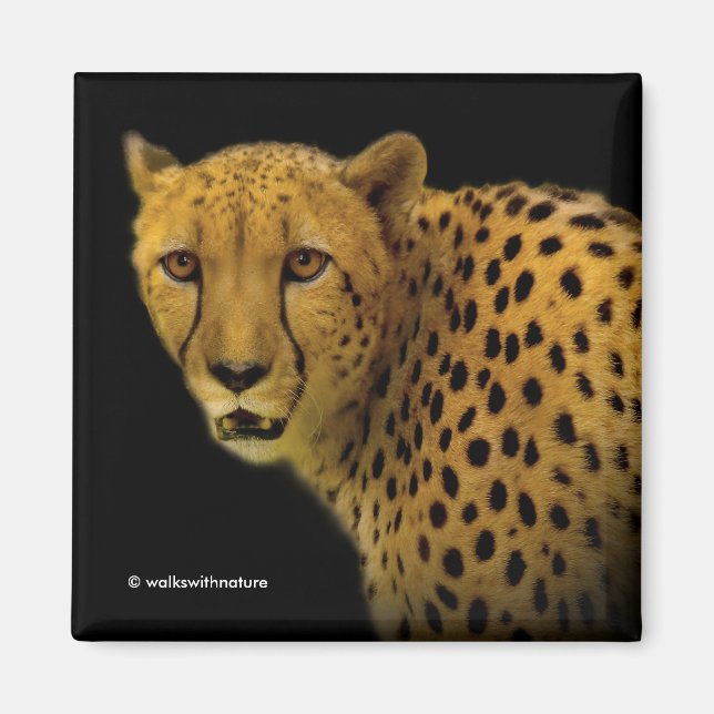 Imã Trocando olhares com um Chita Magnífico (Frente)