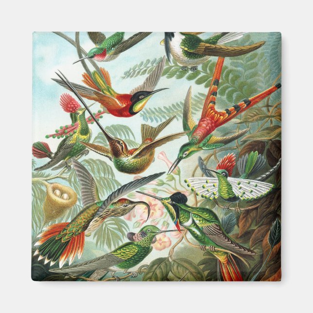 Imã Trochilidae Hummingbird, Ernst Haeckel (Frente)