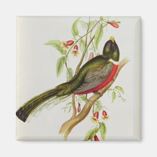 Imã Trogon Ambiguus (Frente)