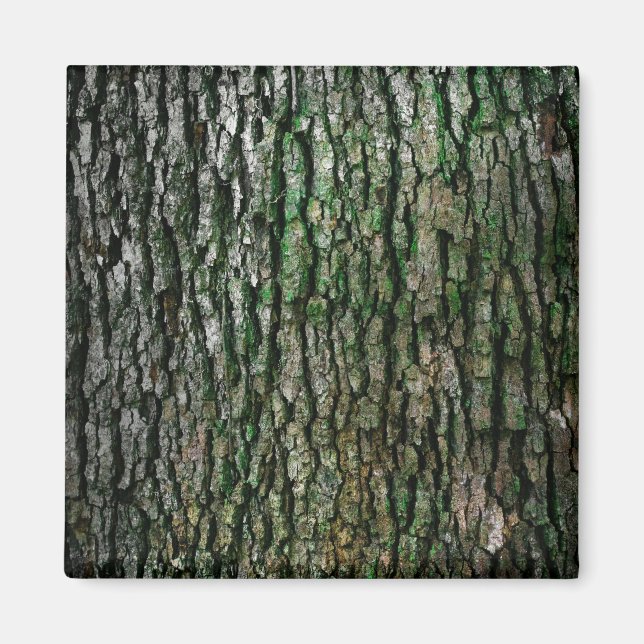 Imã Tronco de árvores (Latido de madeira) (Frente)