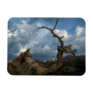 Ímã Tronco de Pinheiros de Limber Torcido, Crateras da