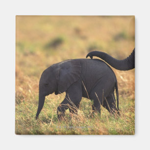 Imã Tronco de prole tocante do elefante, Kenya,