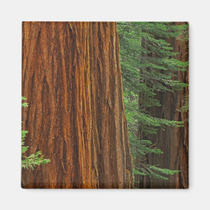 Imã troncos de sequóia gigante na floresta, Yosemite
