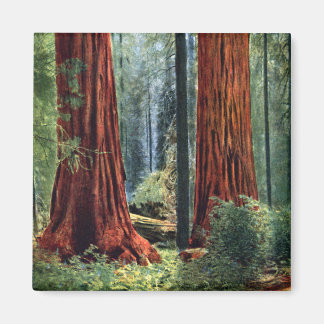 Imã Troncos gigantes de sequoia