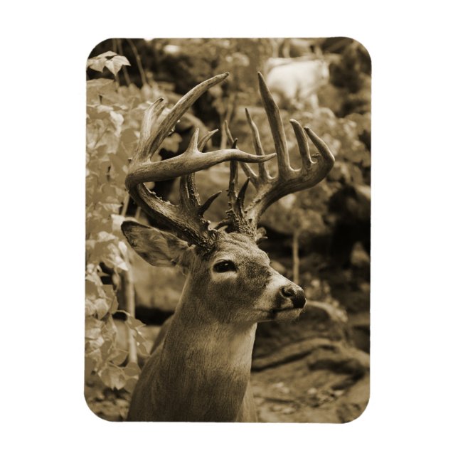 Ímã Trophy Deer (Vertical)