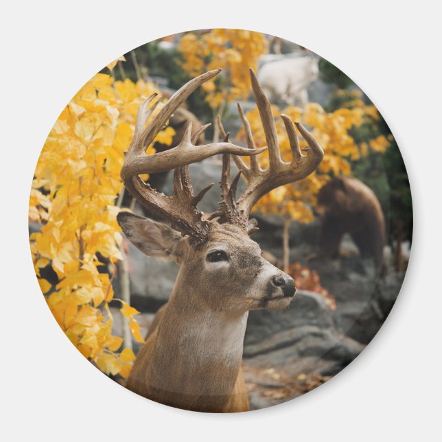 Imã Trophy Deer (Frente)