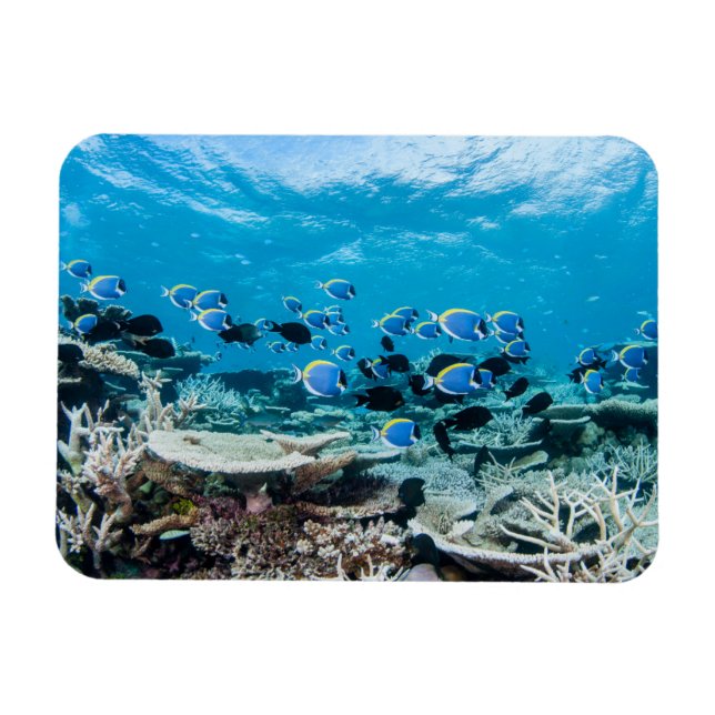Ímã Tropical Beaches | Sturgeon Amongst Coral (Horizontal)