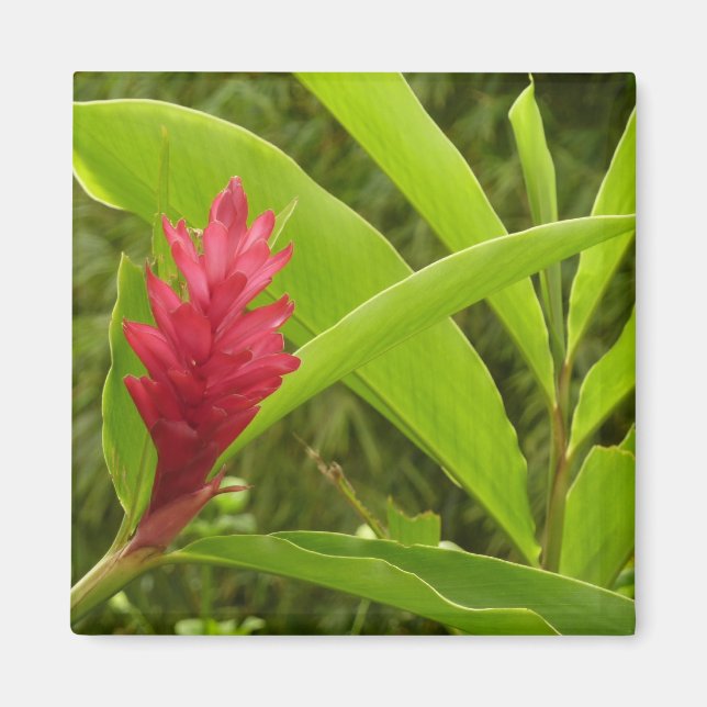 Imã Tropical de Flor Vermelho Ginger (Alpinia) (Frente)