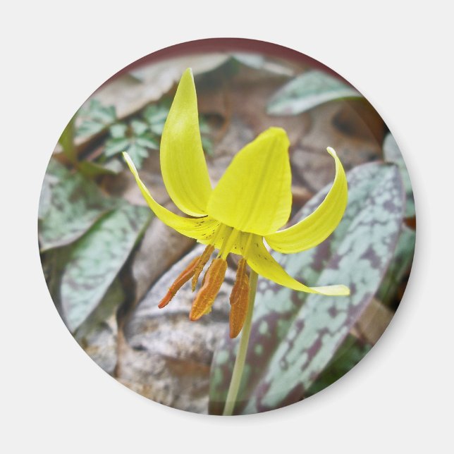 Imã Trout Lily Wildflower - Erythronium americanum (Frente)