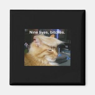 Imã Trump Cat Nine Vive Engraçado Trump 2024 Votação E