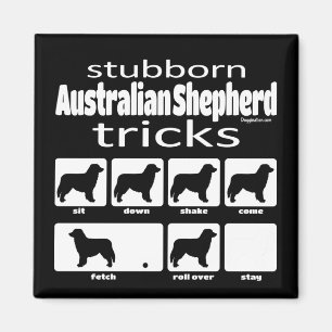 Imã Truques de Shepherd Australianos Stubborn