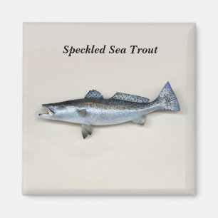 Imã Truta do Mar Espetado