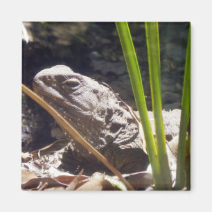 Imã Tuatara