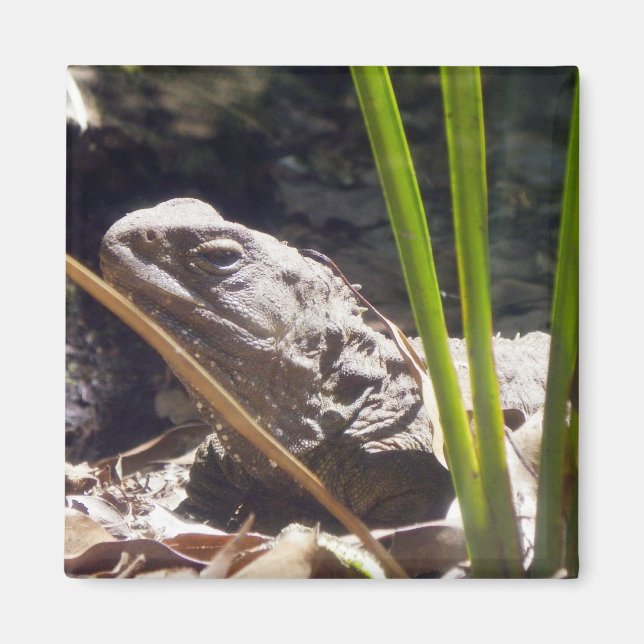 Imã Tuatara (Frente)