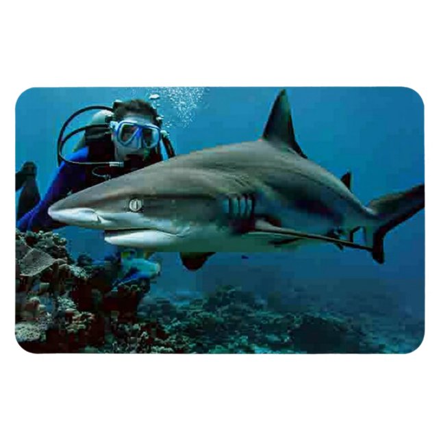 Ímã Tubarão (Horizontal)