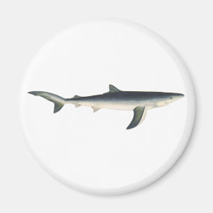 Imã Tubarão Azul, Vida Marinha Aquática Oceânica Vinta