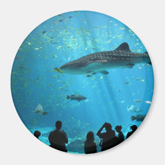 Imã Tubarão-baleia