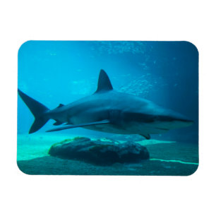 Ímã Tubarão-charuto (Carcharhinus Obscurus), Ushaka