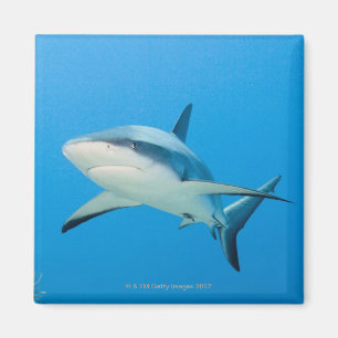 Imã Tubarão das caraíbas do recife (perezi do