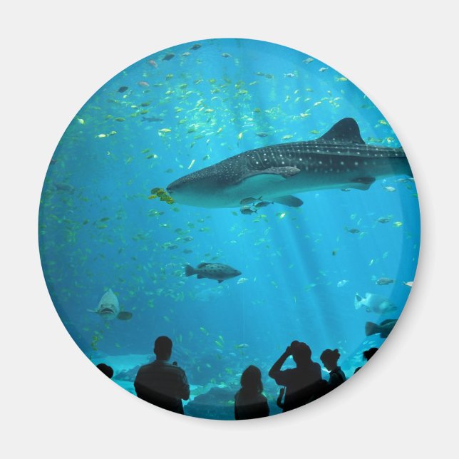 Imã Tubarão de baleia masculina no Aquário da Geórgia (Frente)