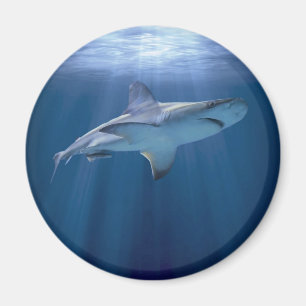 Imã Tubarão de cruzamento