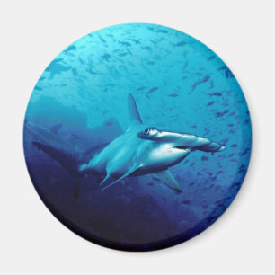 Imã Tubarão de Hammerhead