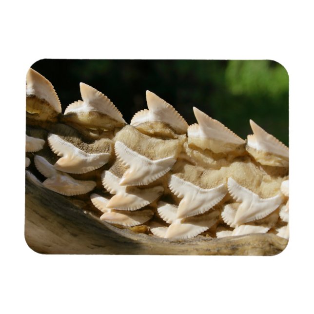 Ímã Tubarão-mandíbula e dentes (Horizontal)