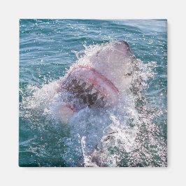 Imã Tubarão na água