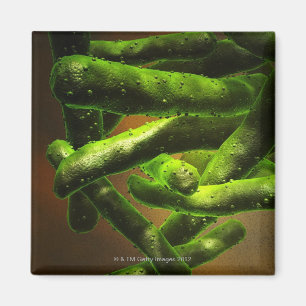 Imã Tuberculose de Mycobacterium