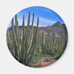 Imã Tubulações de órgão no deserto