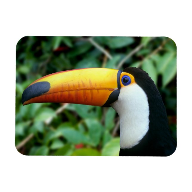 Ímã Tucano-de-bico-amarelo (Horizontal)