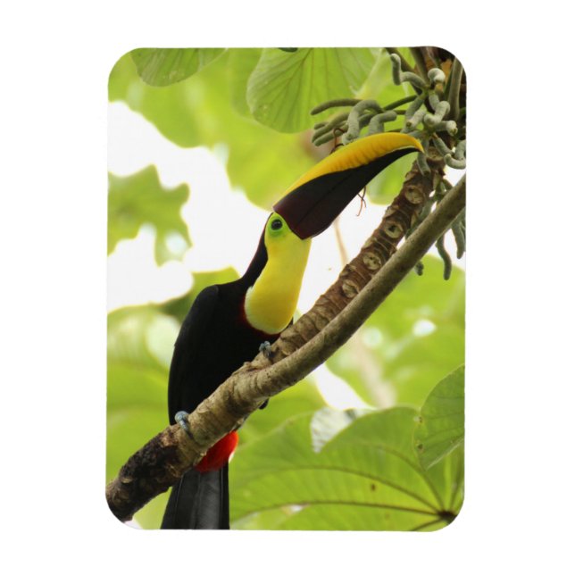 Ímã Tucano de Swainson Ave Exótica (Vertical)
