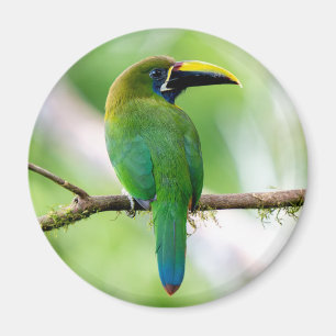 Imã Tucanuçu-verde-do-norte na Costa Rica