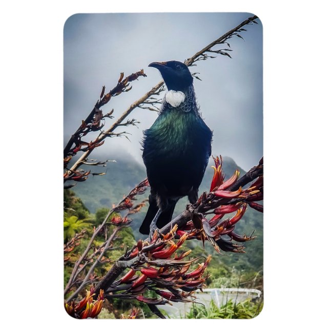 Ímã Tui Nova Zelândia - Fotografia no Magnet (Vertical)