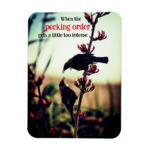 Tui pássaros lutando com linho