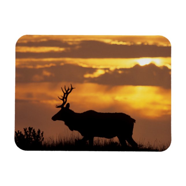 Ímã Tule Elk | Parque Nacional da Costa de Point Reyes (Horizontal)