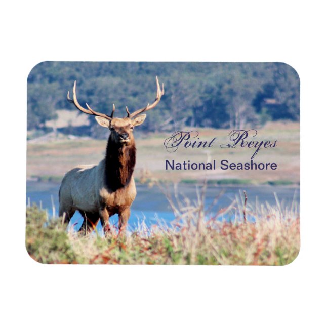 Ímã Tule Elk Reserve Point Reyes (Horizontal)