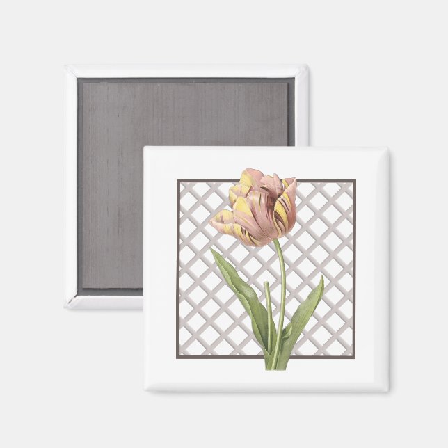 IMÃ TULIP (Front/Back)
