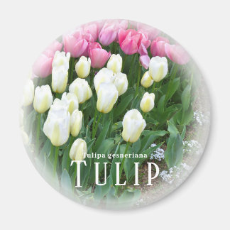 Imã Tulip