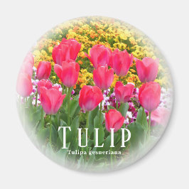 Imã Tulip