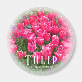 Imã Tulip