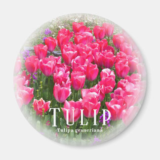 Imã Tulip