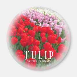Imã Tulip