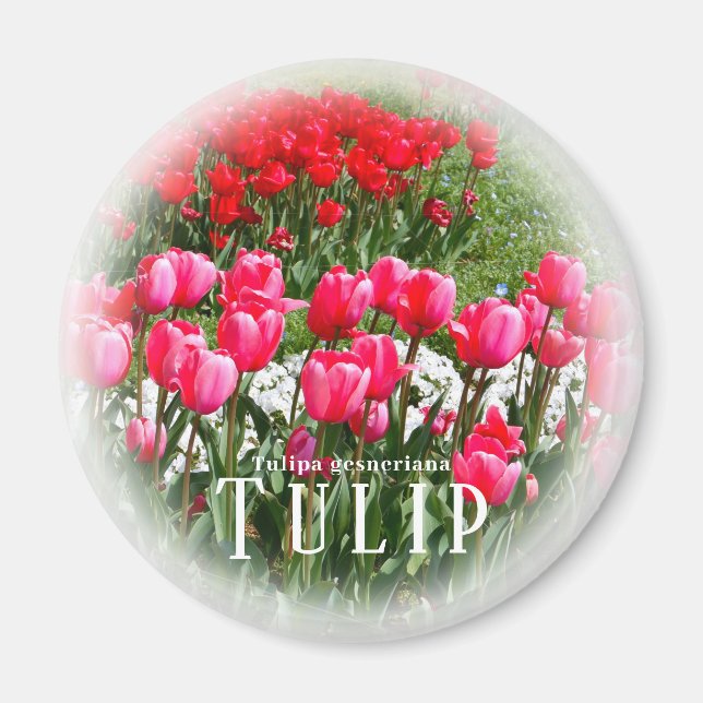 Imã Tulip (Frente)