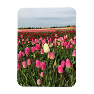 Ímã Tulip Fazenda em Oregon