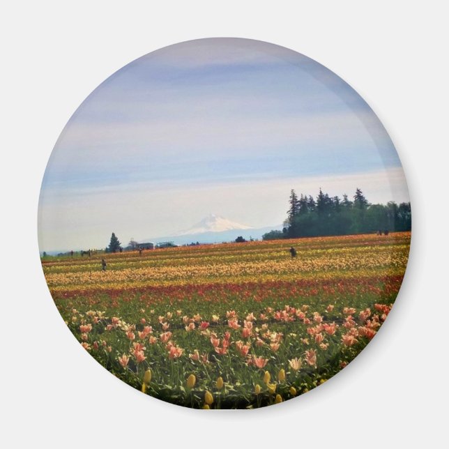 Imã Tulip Field com Mt. Hood, Oregon (Frente)