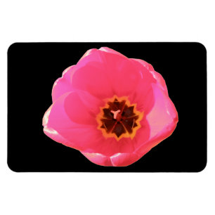 Ímã Tulip Rosa Premium Magnet
