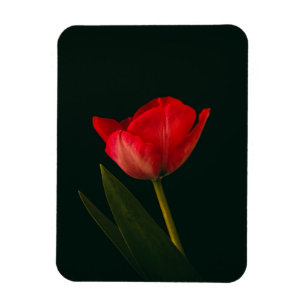 Ímã Tulip Vermelho solteiro